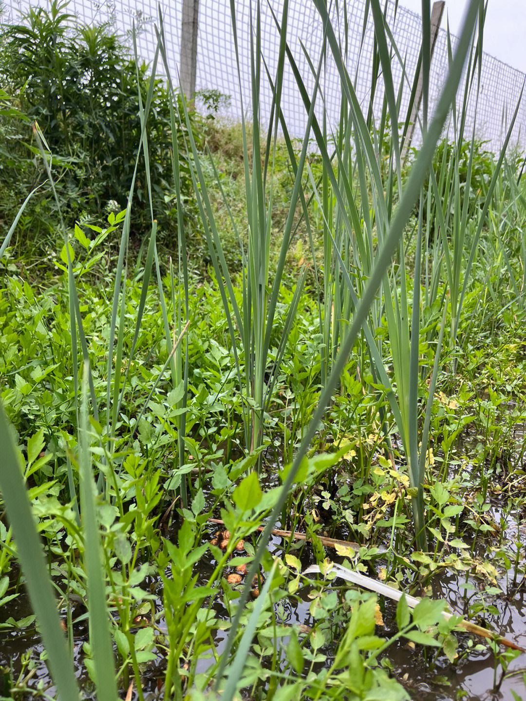 蒲菜(蒲菜是什么植物)